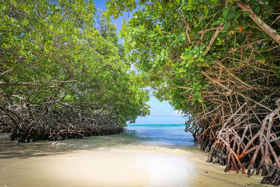 Mangel Halto Lagoon